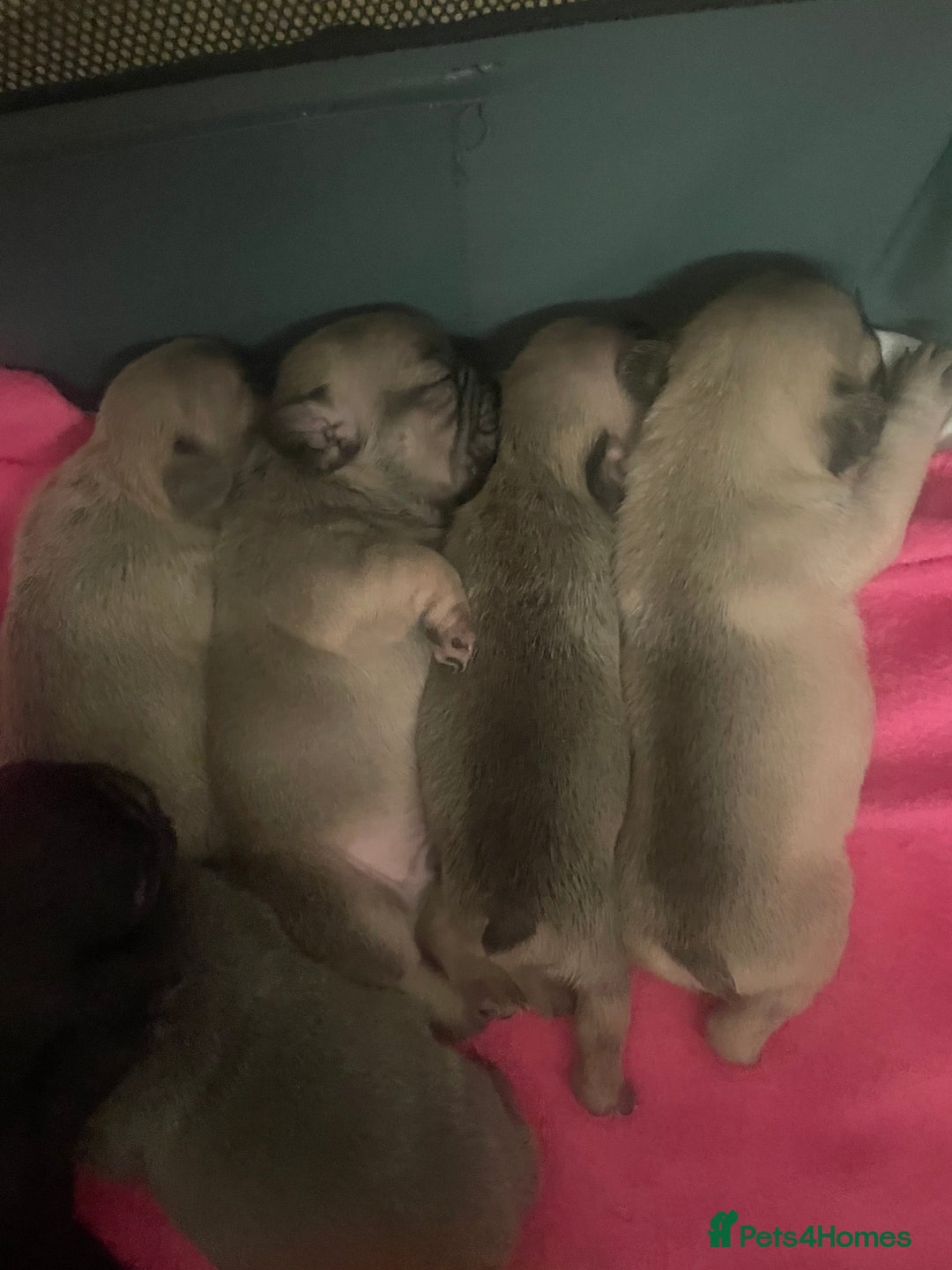 French Bulldog dogs for sale: French Bulldog Puppies - Advert 18