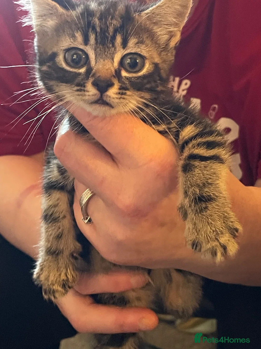 Mixed Breed cats for sale: 4 boys  - Advert 2