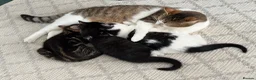 Mixed Breed cats for sale: Kittens for sale - Advert 2