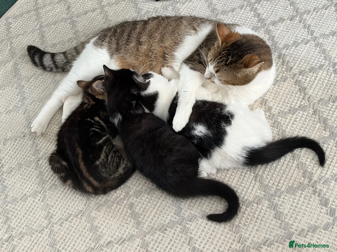 Mixed Breed cats for sale: Kittens for sale - Advert 2