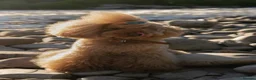 Toy Poodle dogs for stud: Stud Dog Available – Rufus "Magic Bashful Prince"  - Advert 6
