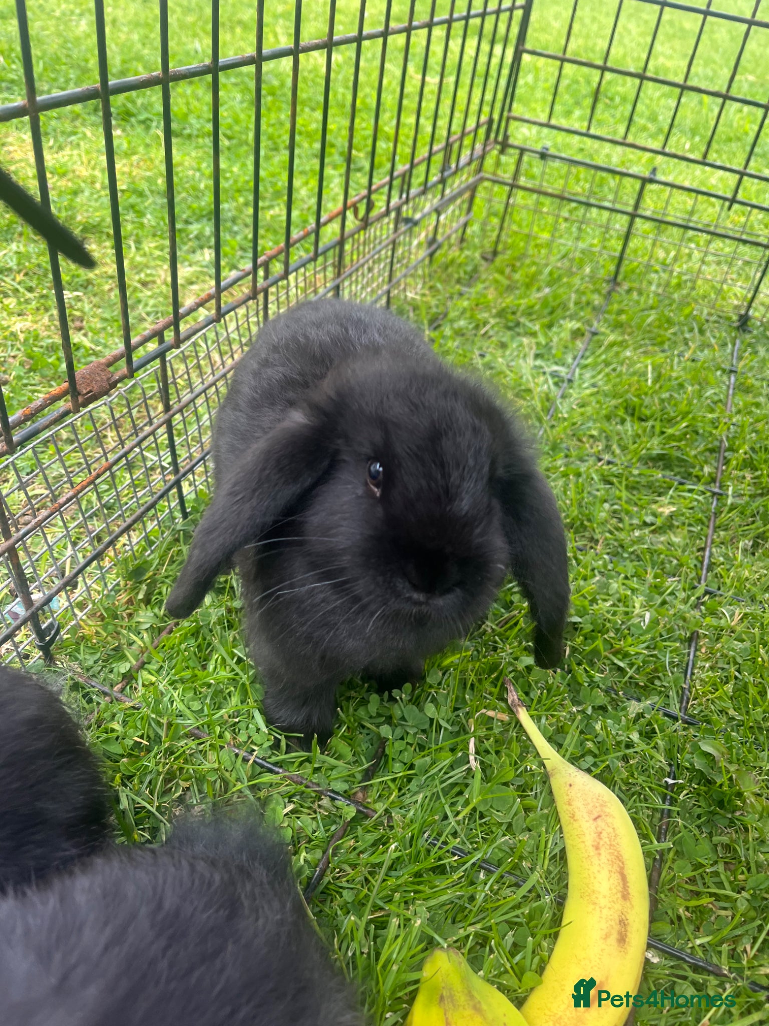 French Lop rabbits French Lops - Advert 15