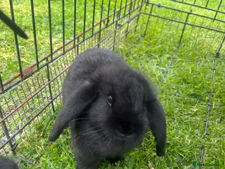 French Lop rabbits French Lops - Advert 4