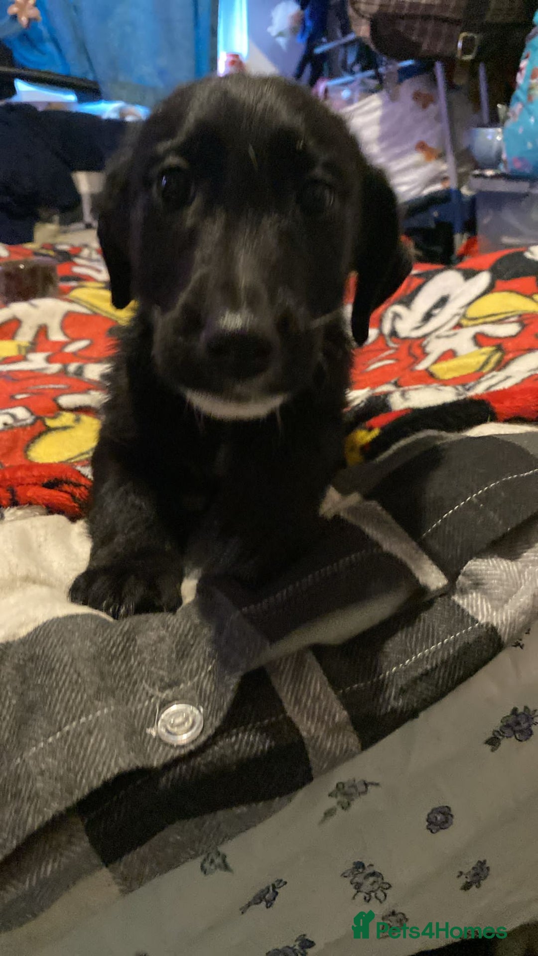 Jackapoo dogs for sale: Jackapoo puppies - Advert 1