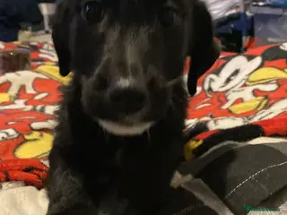 Jackapoo dogs Jackapoo puppies 1 girl & 1 boy - Advert 4