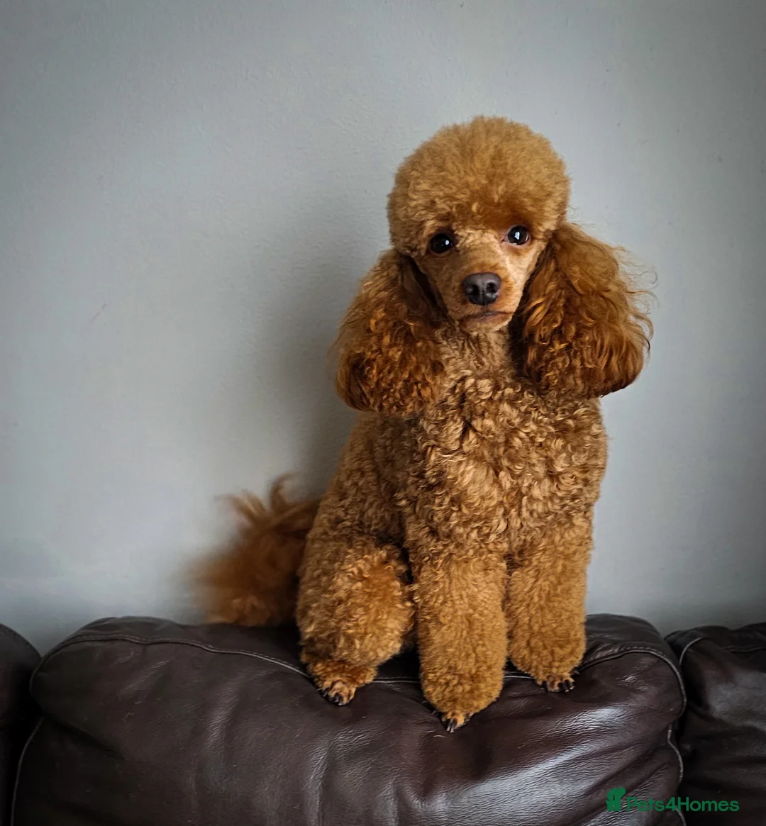 Miniature Poodle dogs for stud: Stunning Red Poodle for Stud in Motherwell - Advert 3