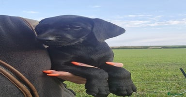 Mixed Breed dogs - Advert 4