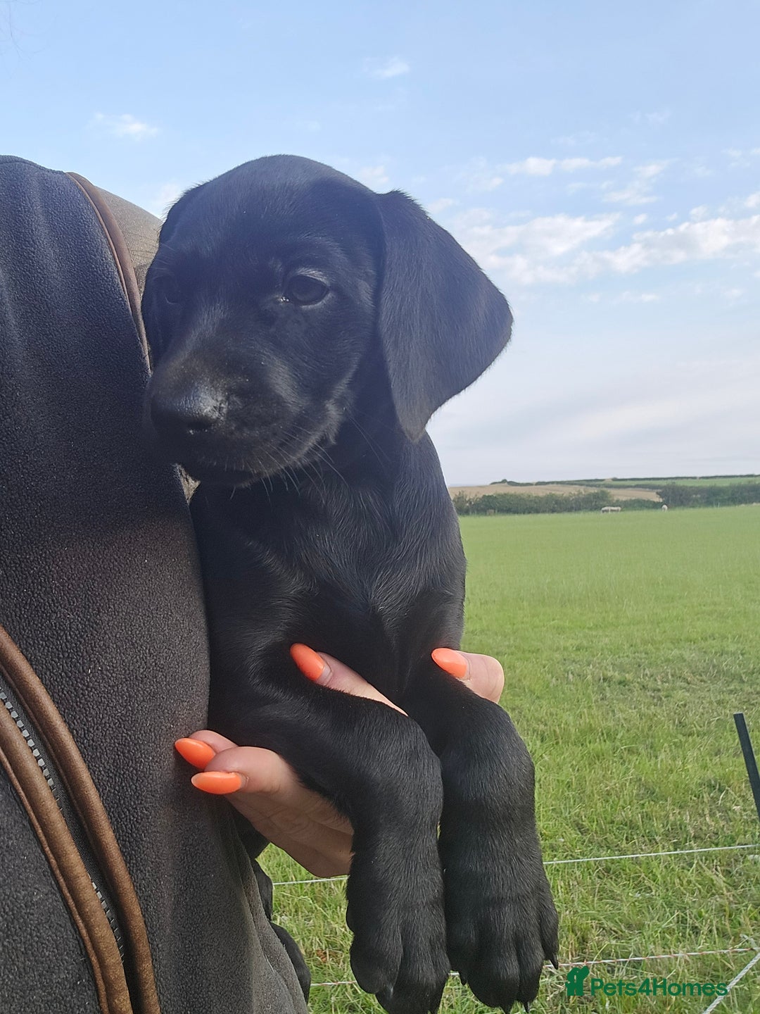 Mixed Breed dogs for sale: Exceptional Weimador pups  - Image 3
