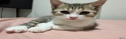 British Longhair cats for sale: British Shorthair & Longhair Kittens - Advert 7