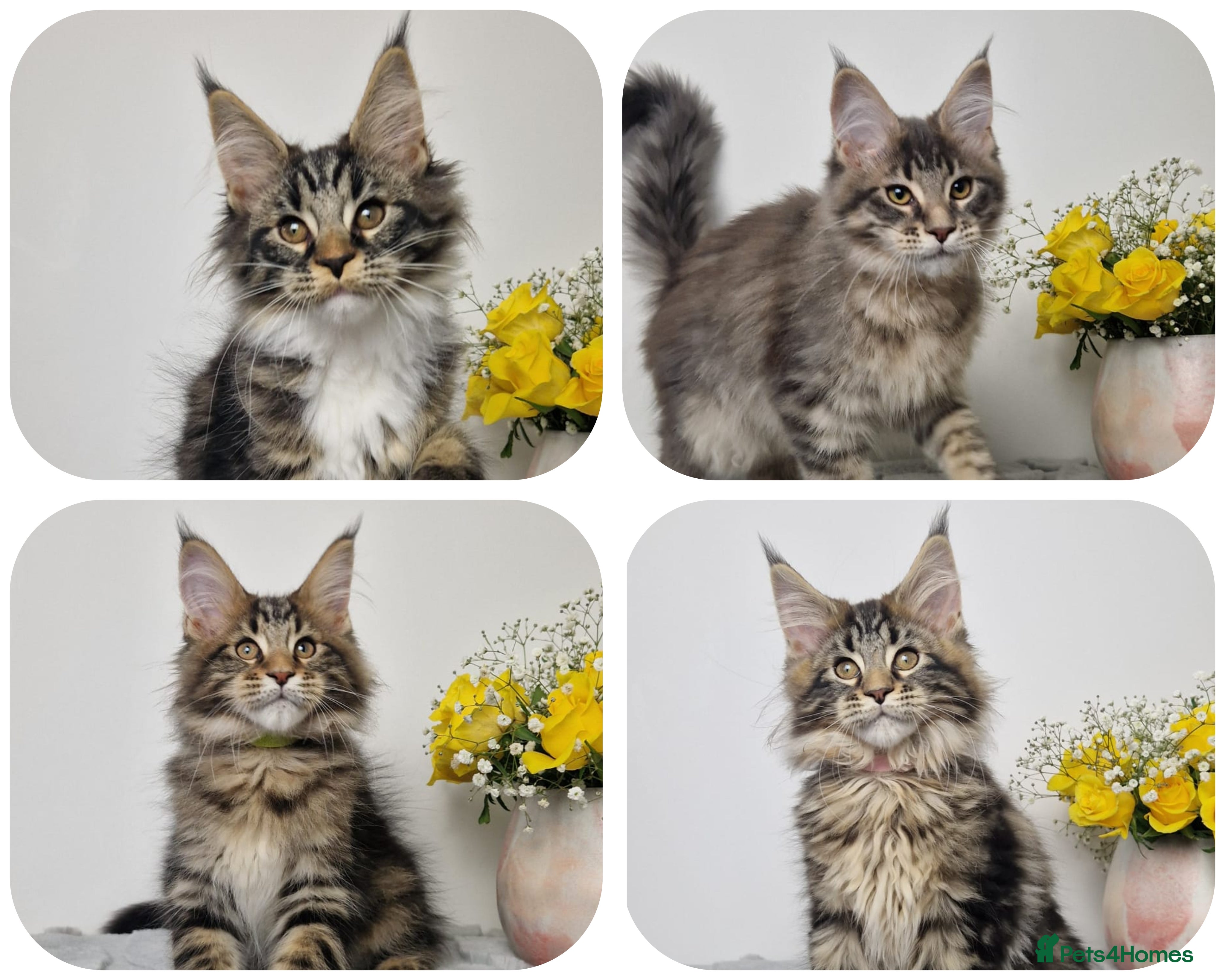 Maine Coon cats  READY TO GO TICA registered maine coon kittens - Advert 13