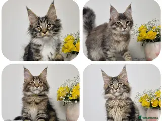 Maine Coon cats READY TO GO TICA registered maine coon kittens - Advert 13
