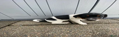 Jack Russell Puppy 6