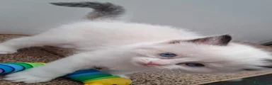 Ragdoll 2