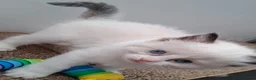 Ragdoll cats for sale: 🐈💙Stunning GCCF registered Ragdoll kittens 🐱 💙 - Advert 8