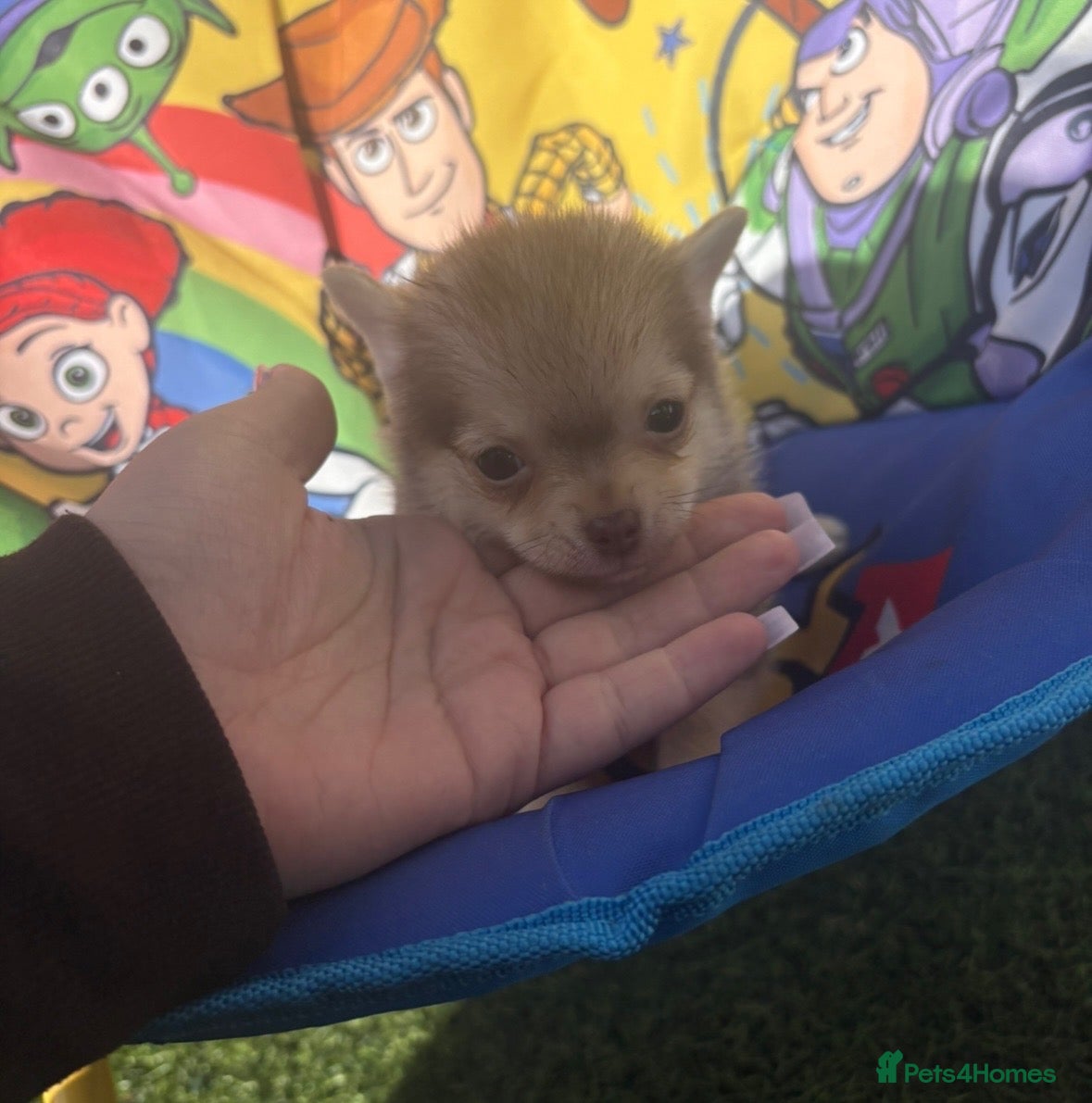 Pomchi dogs Pomchi puppies looking for their forever home 🏠🐶 - Advert 1