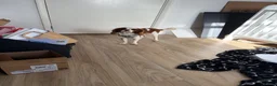 Cavalier King Charles Spaniel dogs for sale: 18 Month Old Cavalier Boy - Advert 2
