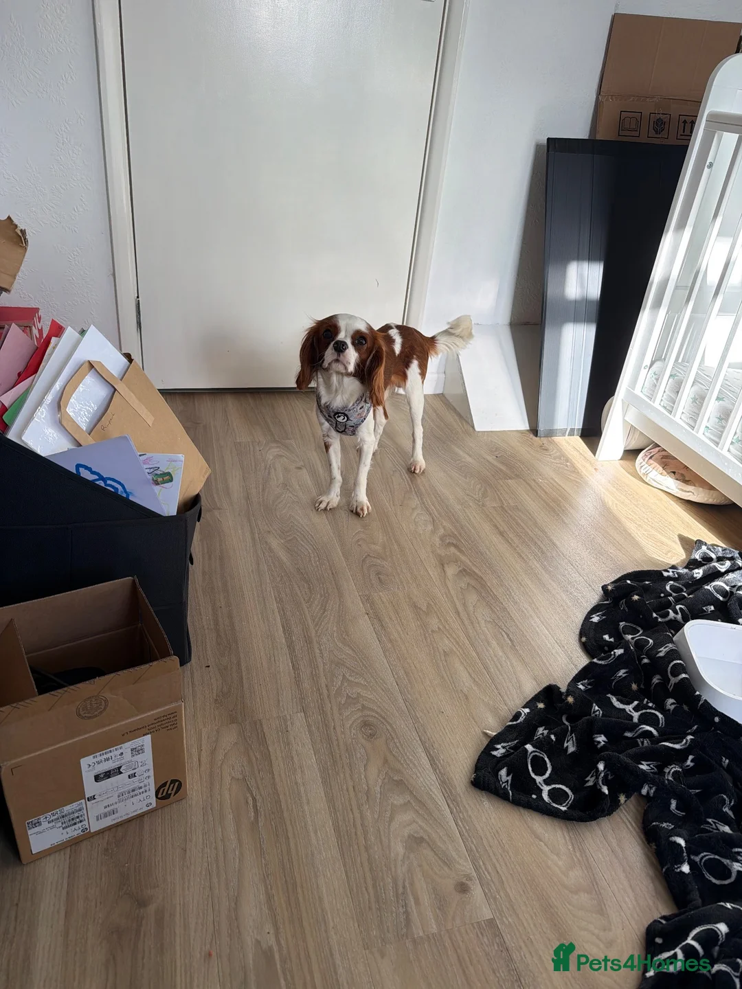 Cavalier King Charles Spaniel dogs for sale: 18 Month Old Cavalier Boy - Advert 2