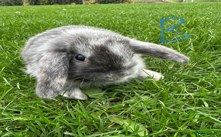 Mini Lop rabbits - Advert 9