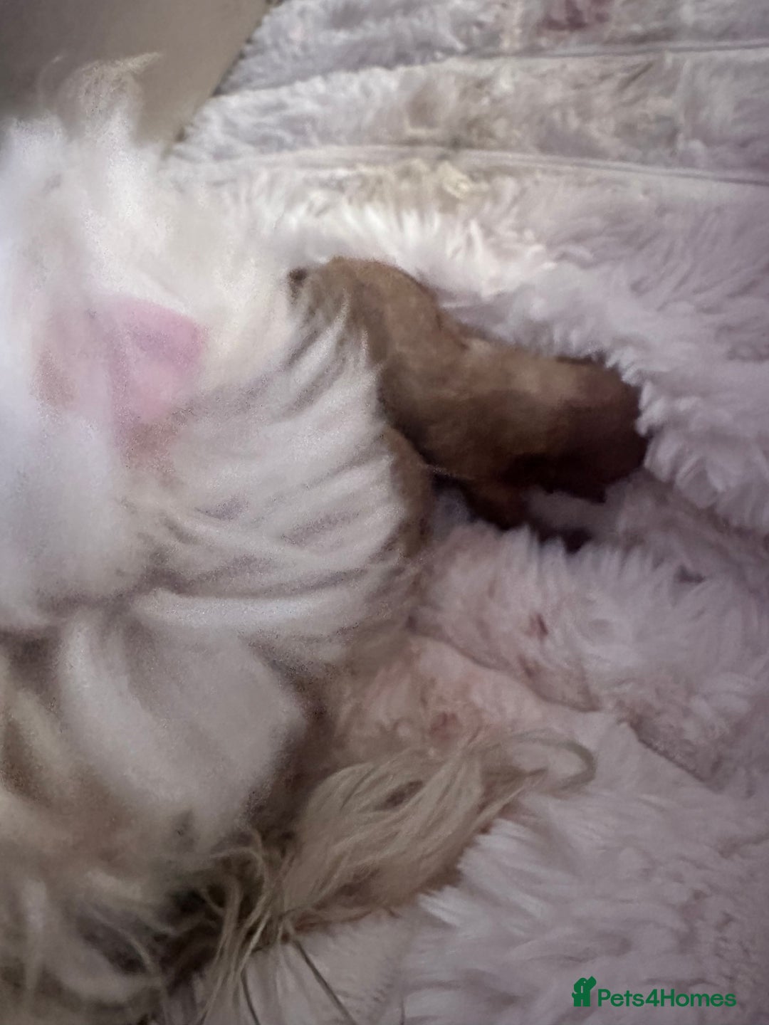 Maltipoo dogs for sale: 🧸🩷 Incredible Asian Maltipoo 🩷🧸 - Advert 14