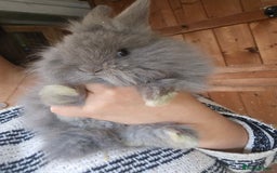 Lionhead rabbits for sale: 5 Beautiful Lion Head Babies - Advert 18
