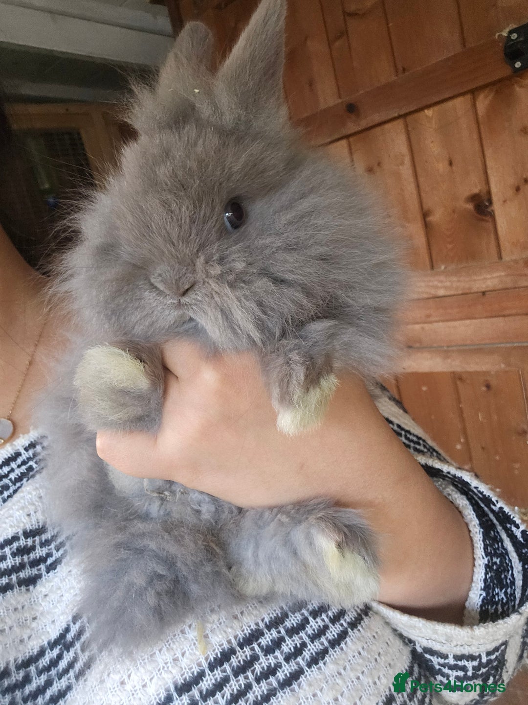 Lionhead rabbits for sale: 5 Beautiful Lion Head Babies - Advert 18