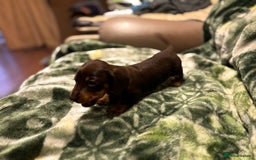 Miniature Dachshund dogs for sale: Miniature dachshund puppies - Image 5