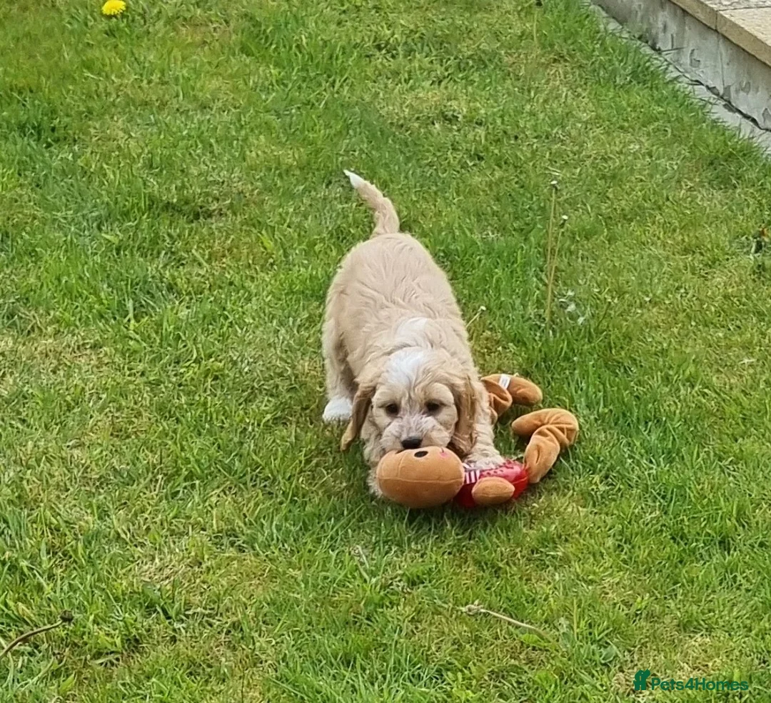 Cockapoo dogs for sale: Cockapoos for sale in Carmarthen - Advert 4