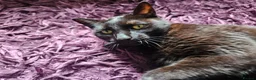 Mixed Breed cats for sale: Black cat - Advert 1