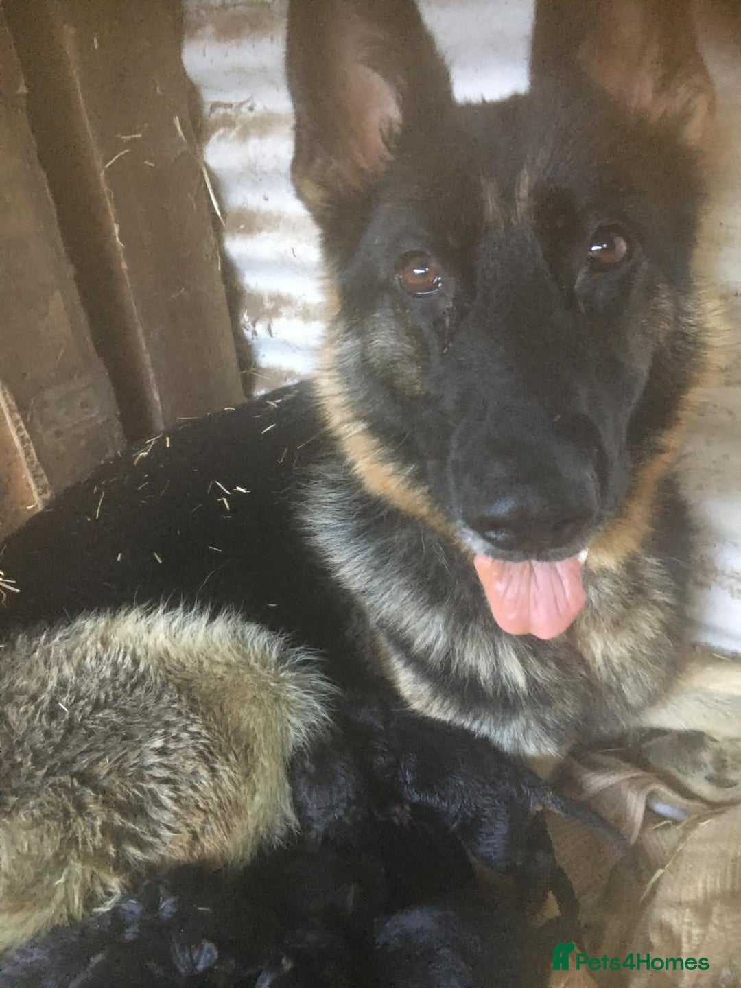 German Shepherd dogs for sale: German Shepherd Puppies - Advert 18