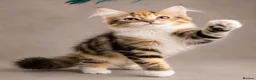 Siberian cats for sale: Two gorgeous Siberian kittens ready for a new home - Advert 5