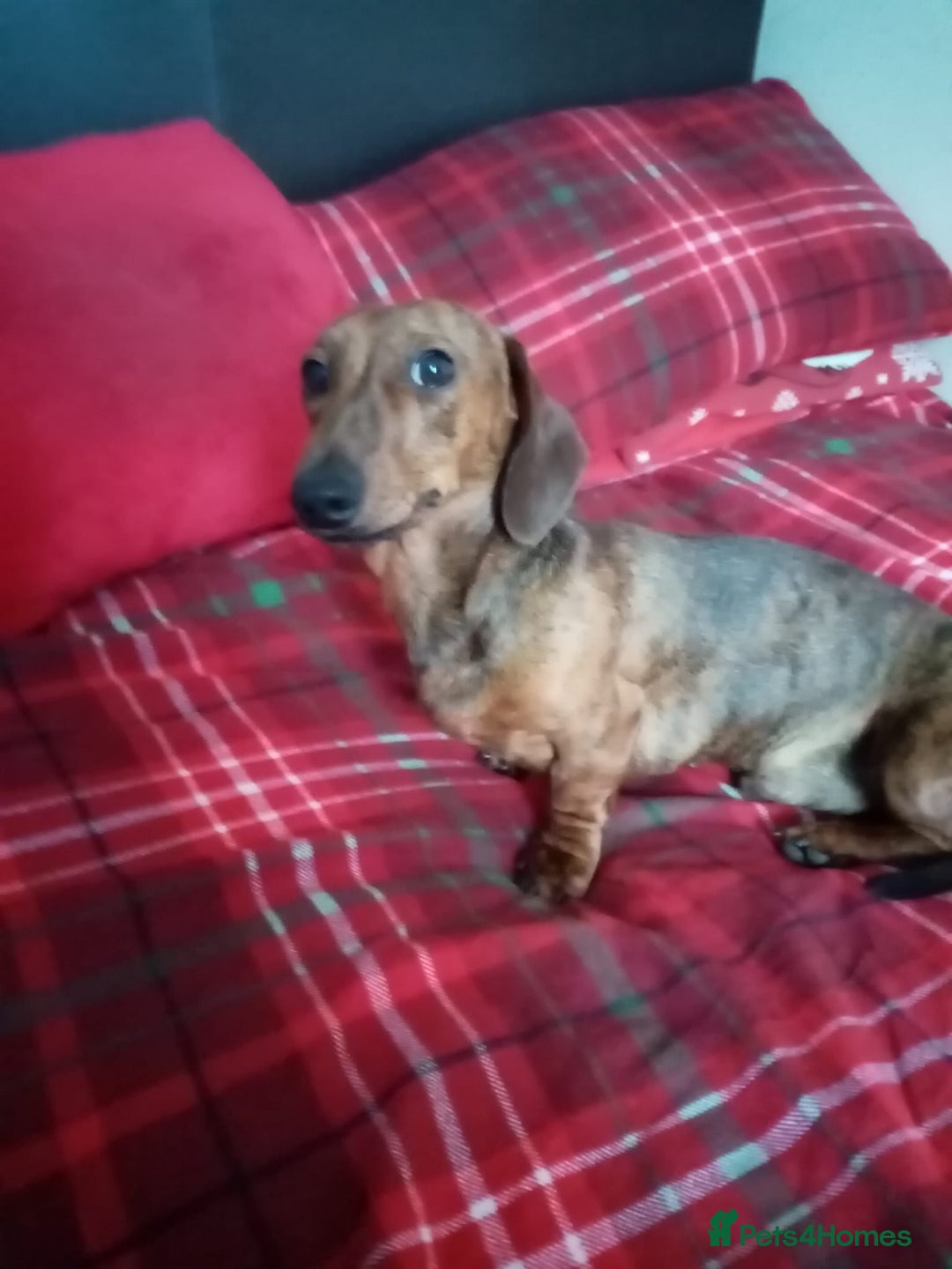 Miniature Dachshund dogs for sale: Miniature dachshund  - Advert 2