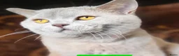 British Shorthair cats for stud: British Shorthair Male Stud - Advert 1