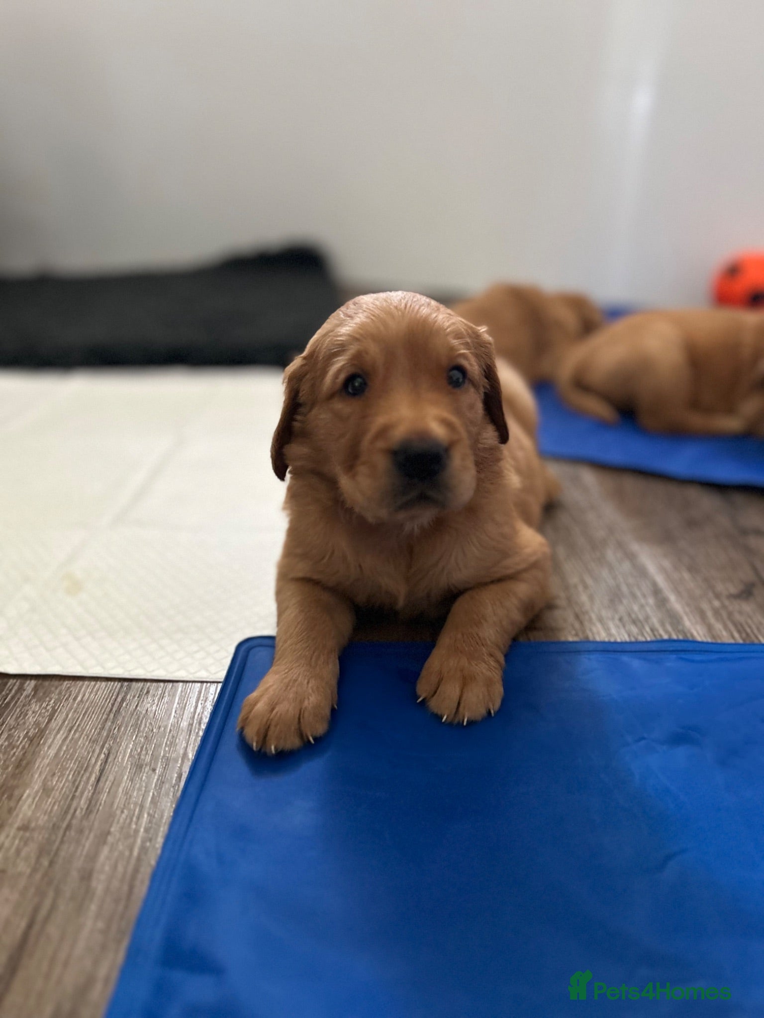 Golden Retriever dogs Beautiful litter of dark red golden retriever pups - Advert 2