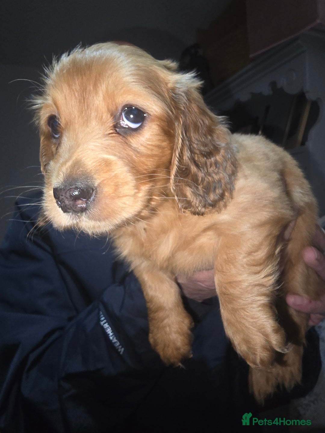 Miniature Dachshund dogs for sale: Miniature Long-Haired Dachshund - Advert 7
