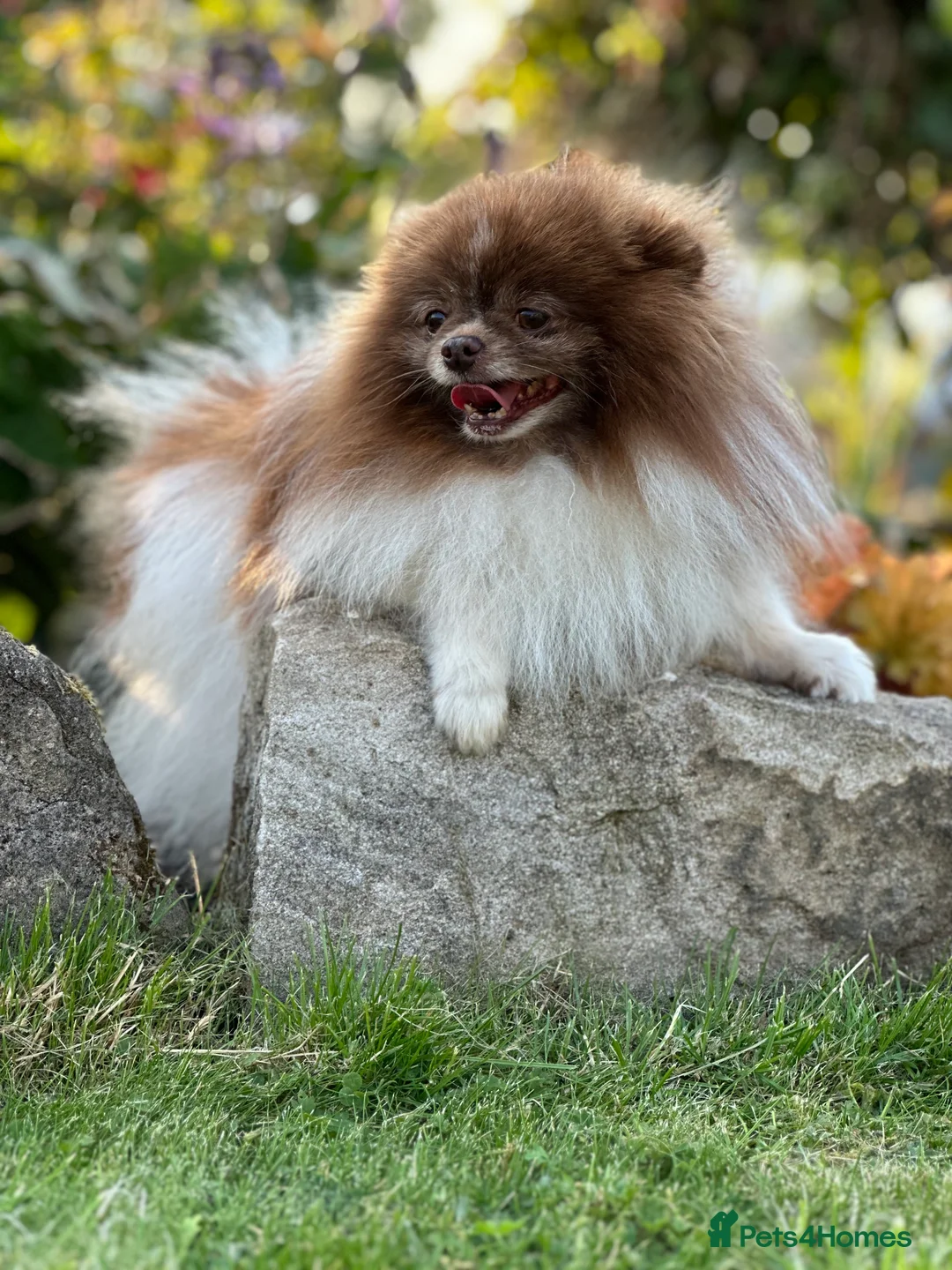 Pomeranian dogs for stud: Short and compact chocolate party colour boy in Lanark - Advert 19