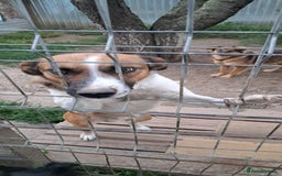 Mixed Breed dogs for adoption: BENNY - a faithful dog for a Loving Home - Image 24