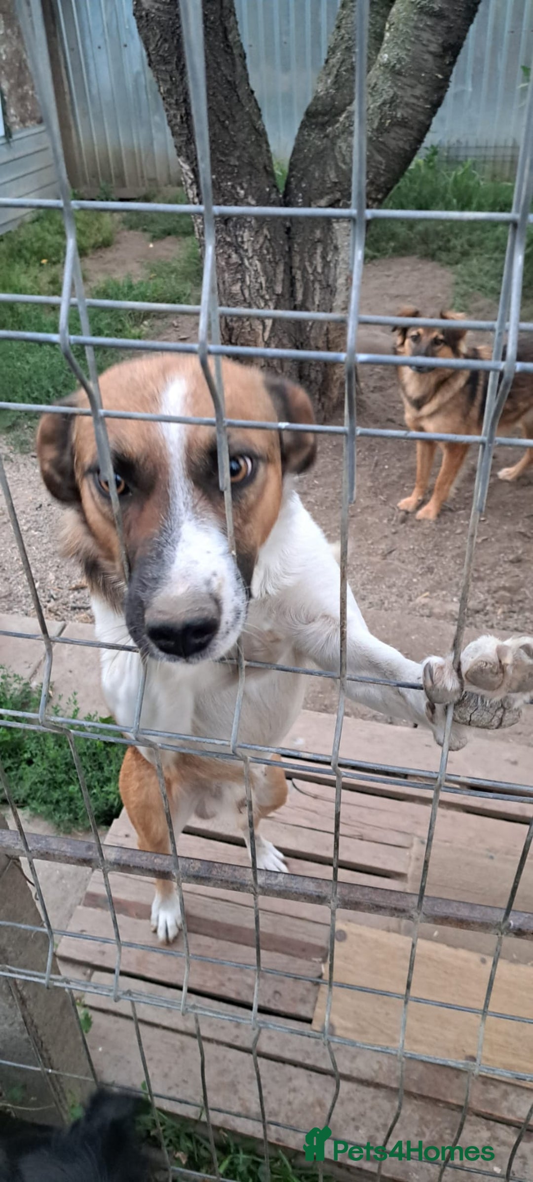 Mixed Breed dogs for adoption: BENNY - a faithful dog for a Loving Home - Image 24