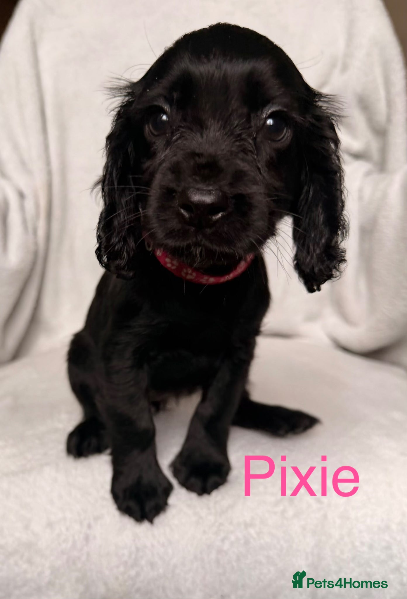 Cocker Spaniel dogs for sale: Working cocker spaniels  - Advert 9