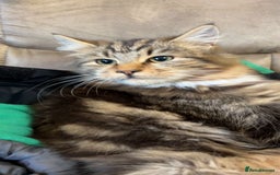 Maine Coon cats for sale: Maine Coone/ragdoll kittens still available - Image 4