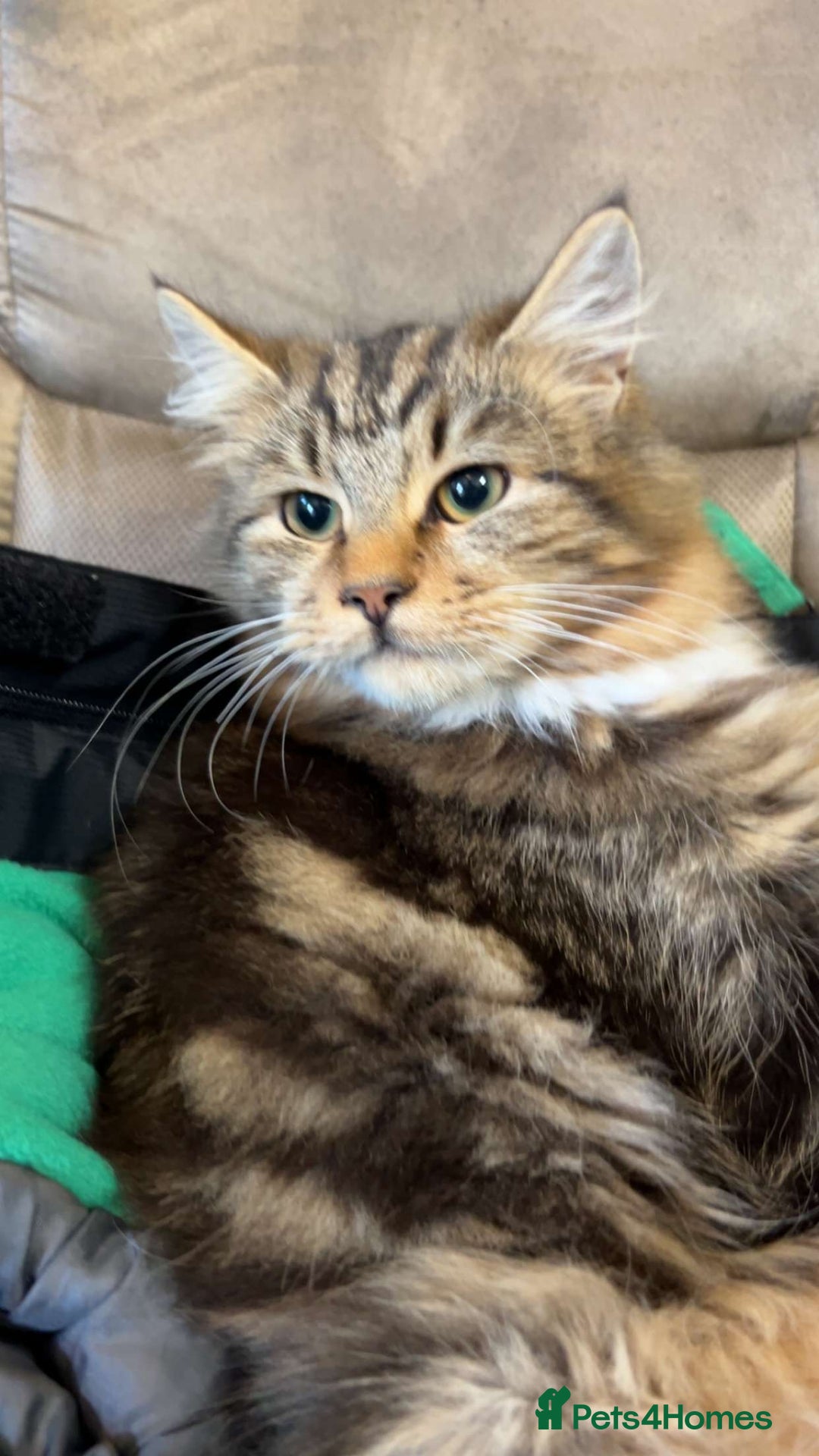 Maine Coon cats for sale: Maine Coone/ragdoll kittens still available - Image 4