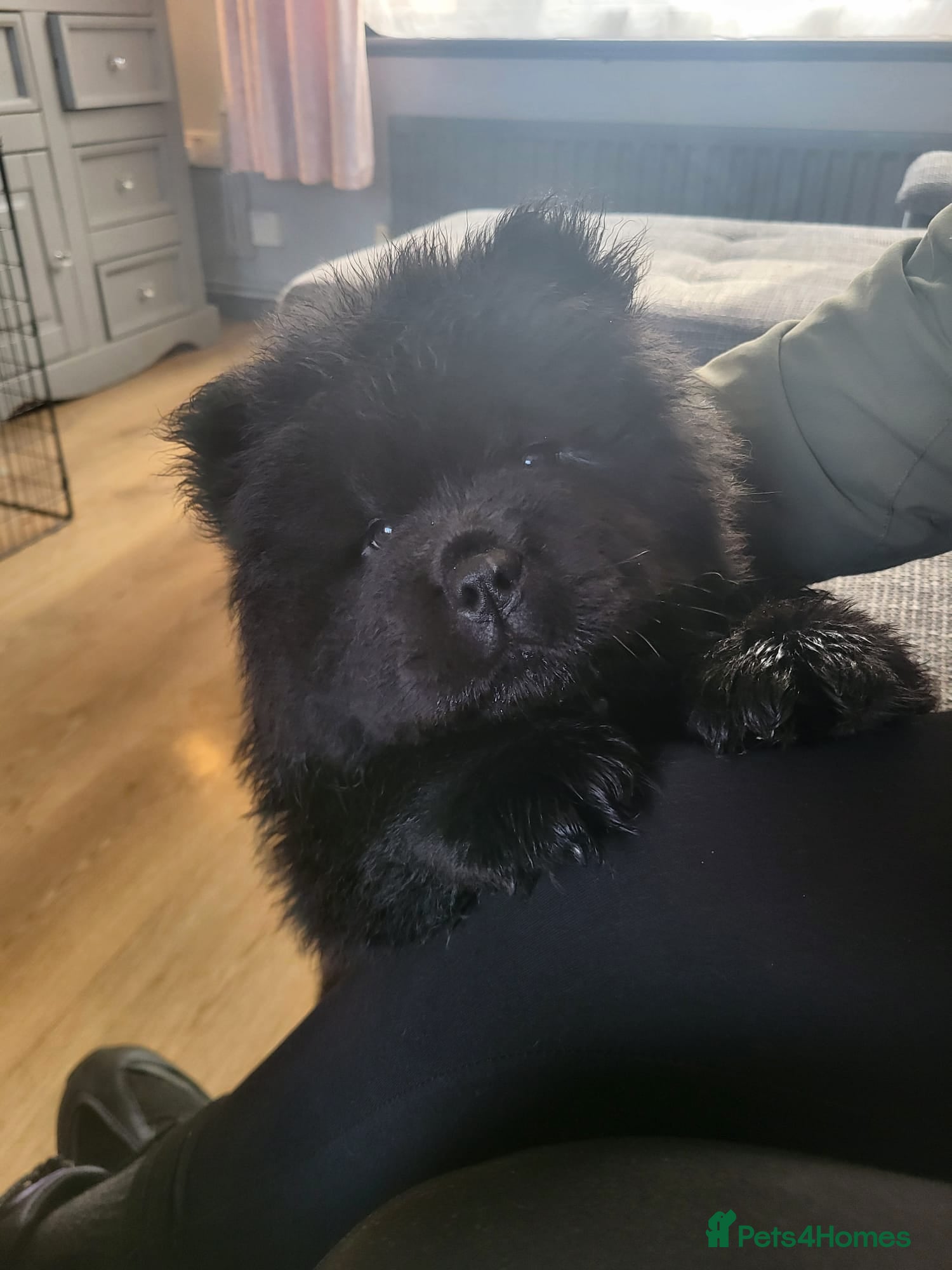 Chow Chow dogs Chow chow pups kc reg champ lines - Advert 1