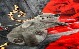 British Shorthair cats for sale: GCCF BSH Kittens pet homes only  - Image 29