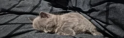 Mixed Breed cats for sale: Gorgeous grey kitten - Advert 4