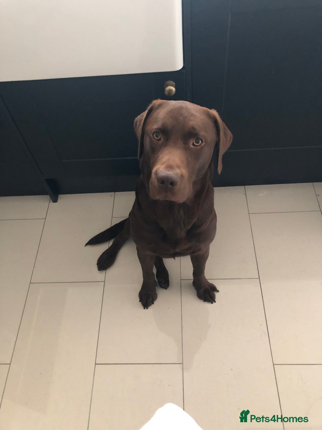 Labrador Retriever dogs for stud: Chocolate Labrador Stud - Advert 7