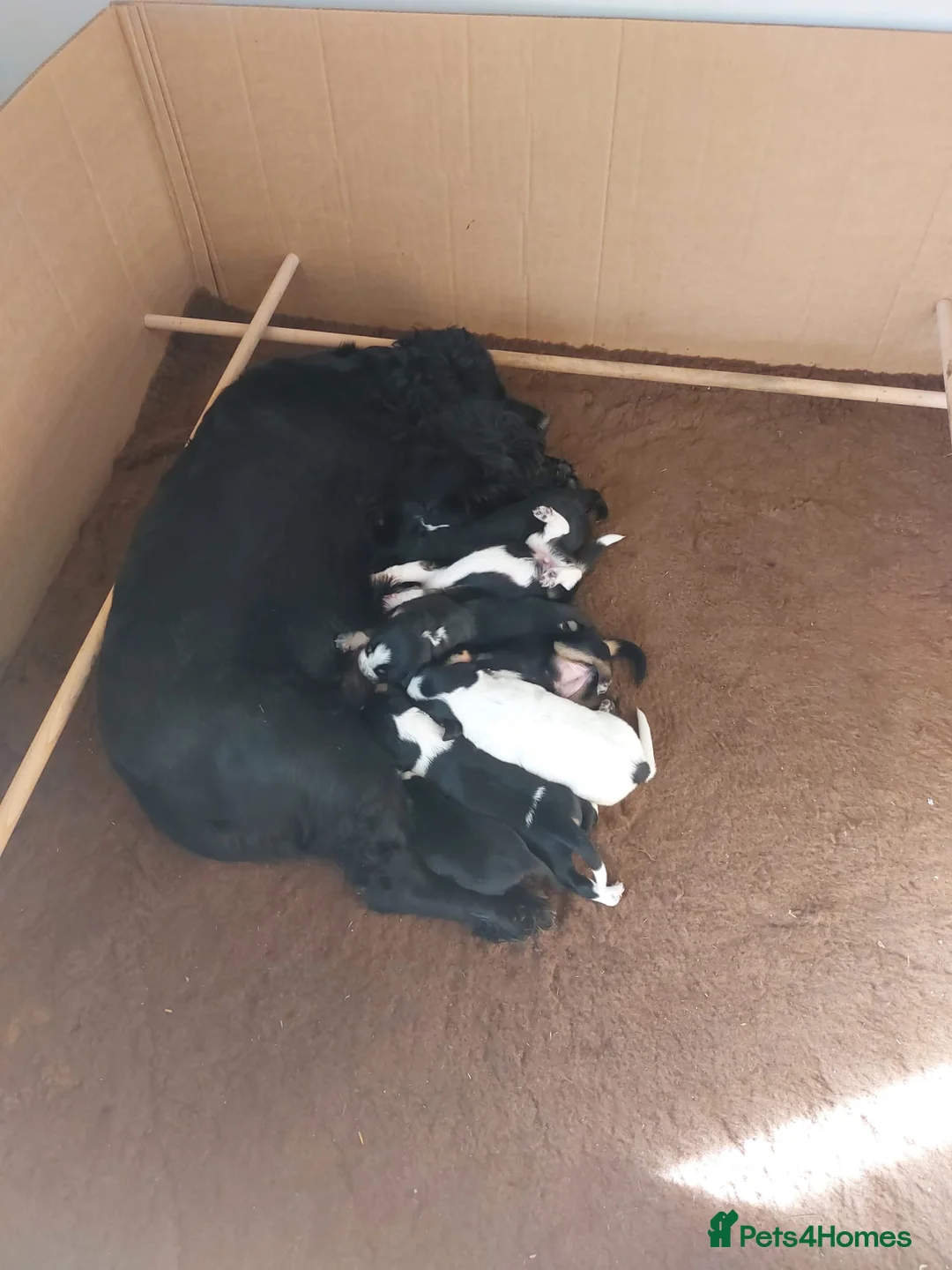 Mixed Breed dogs for sale: Stunning Cocker Spaniel × Border Collie Puppies - Advert 10
