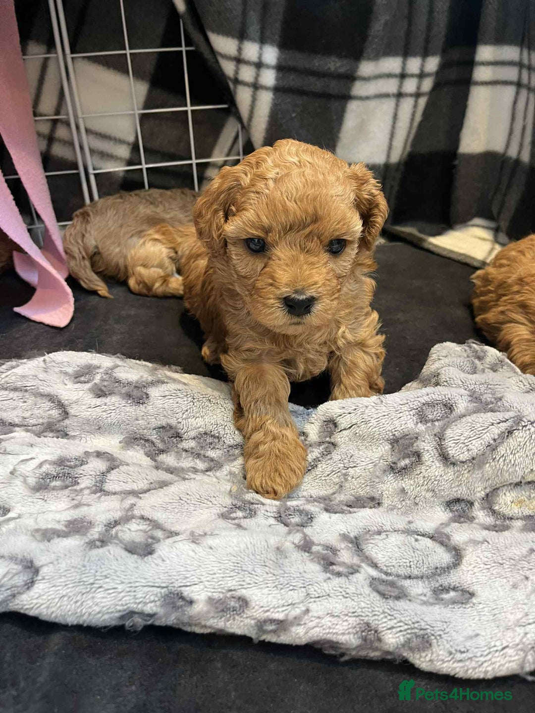 Maltipoo dogs for sale: We have six beautiful Malti-Poo’s - Image 20