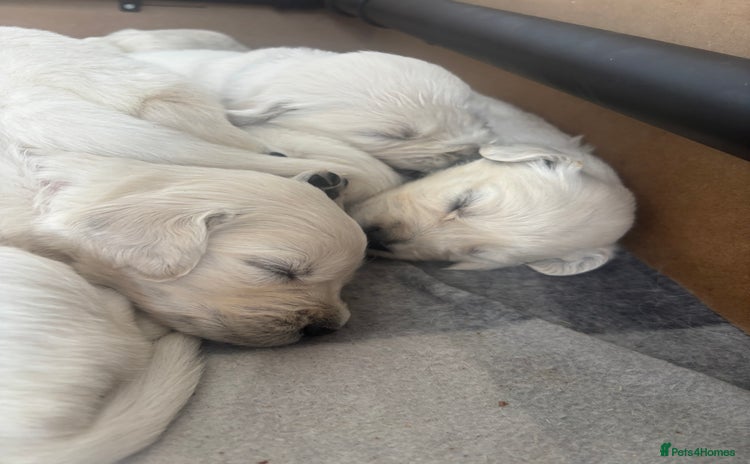 Golden Retriever dogs - Advert 2