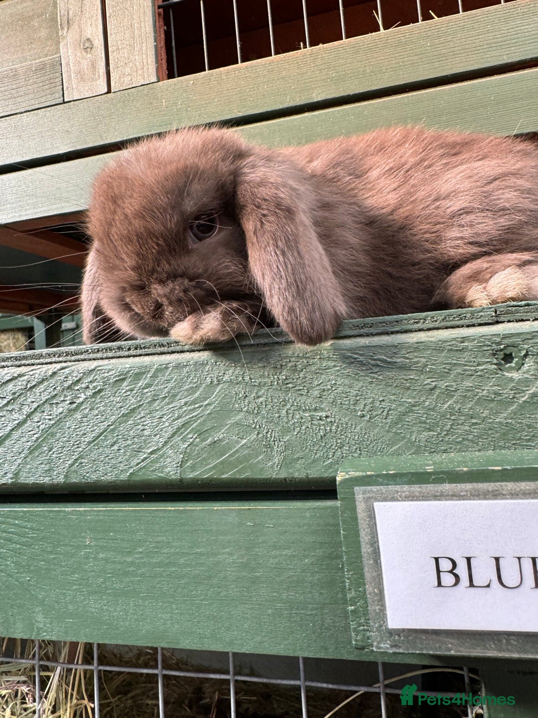 Mini Lop rabbits for sale: MINI LOP BUNNIES - PEDIGREE  - Image 22