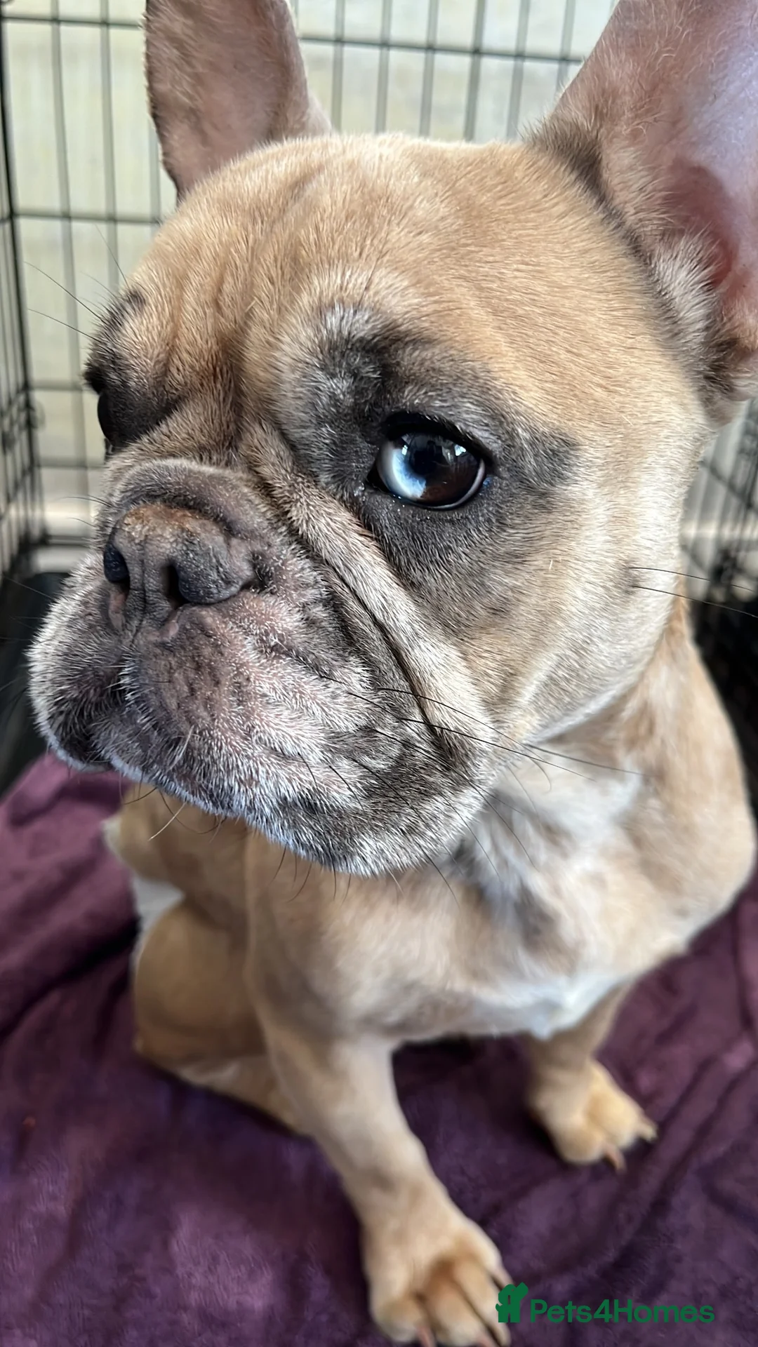 French Bulldog dogs for sale: Female  Merle French bulldog  - Advert 6