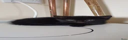 Mixed Breed cats for sale: Stunning kittens  - Advert 8